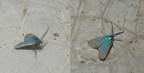 Jordanita sp.